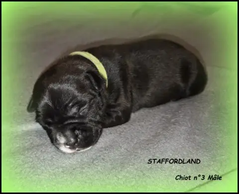 Staffordshire Bull Terrier  Chiot N°3 Staffordland