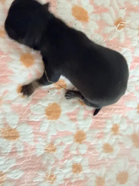 Chihuahua  Bonjour Nougat Des Niglots Du Gard