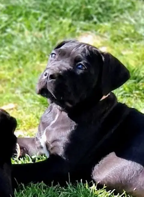 Cane Corso  Collier Doré De La Tribu Amazone photo 3