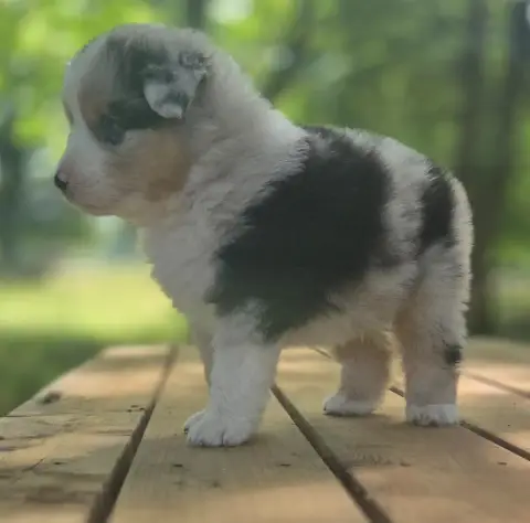 Berger Australien  Chiot N°2 Du Rêve De Shanizo Lo photo 3