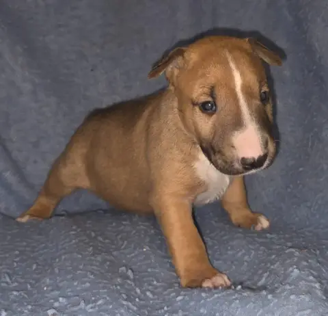 Bull Terrier  Chiot 3 By The Wall