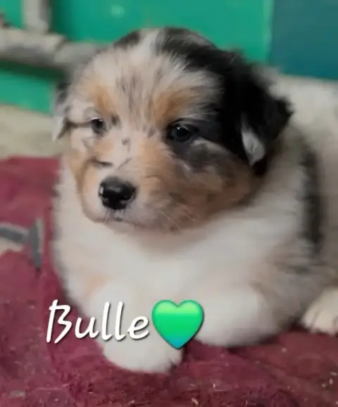 Berger Australien  Bulle
