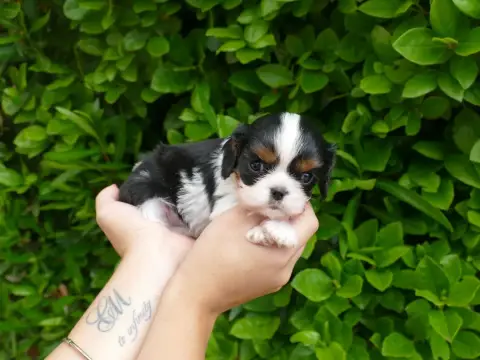 Cavalier King Charles Spaniel  Petite Du Temps Des Am 3898f