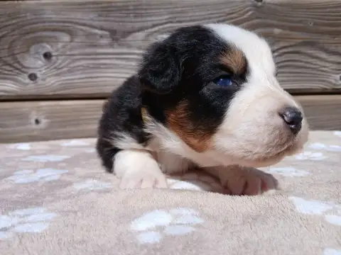 Berger Australien  Chiot Berger Australien photo 3