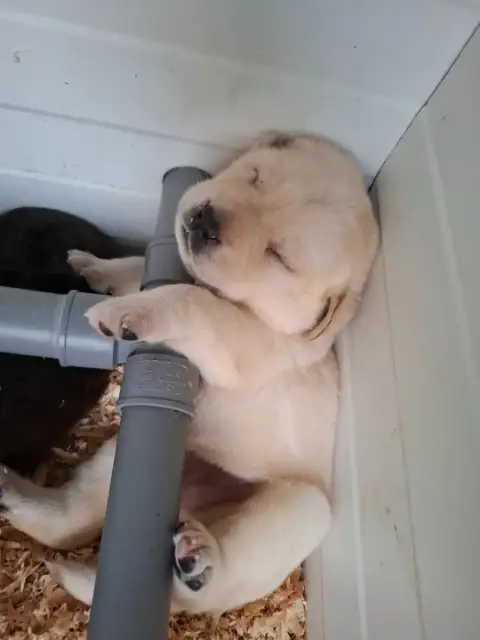 Labrador Retriever  Chiot 5 Des Douceurs De Plume