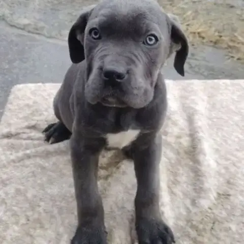 Cane Corso Lof