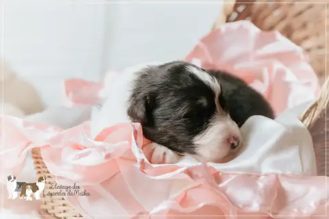 Berger Australien  Chiot N°4 Des Légendes De Maika photo 3