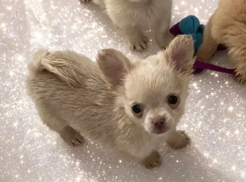 Chihuahua  B....Poil Long Petit Gabarit So Lovely