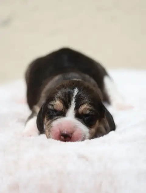 Beagle  Chiot 6 De La Rivière D’Hayley