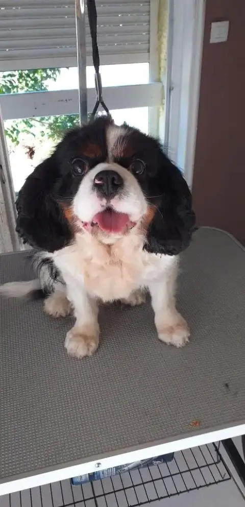 Cavalier King Charles Spaniel  Chiot 2 Du Val De Cour 367df photo 2