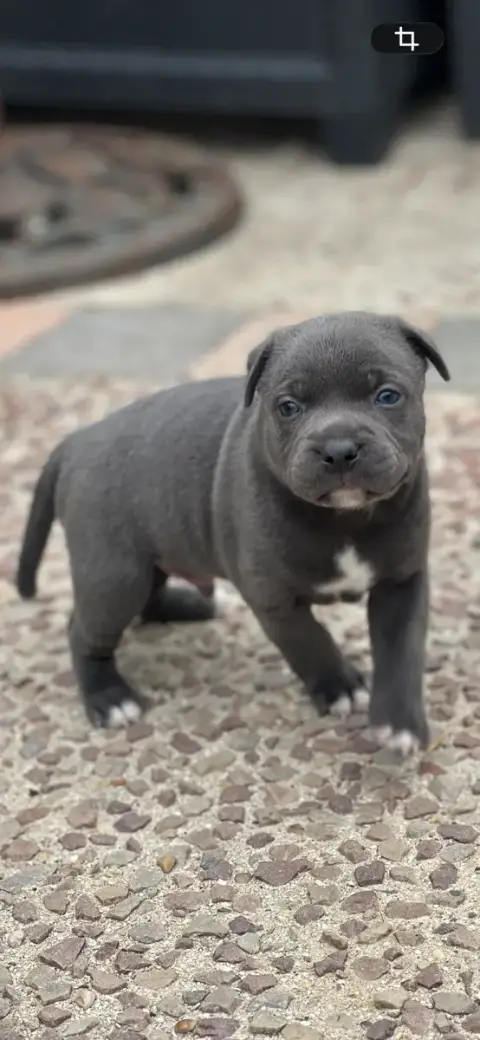 Staffordshire Bull Terrier 
                        B d2d42 photo 2