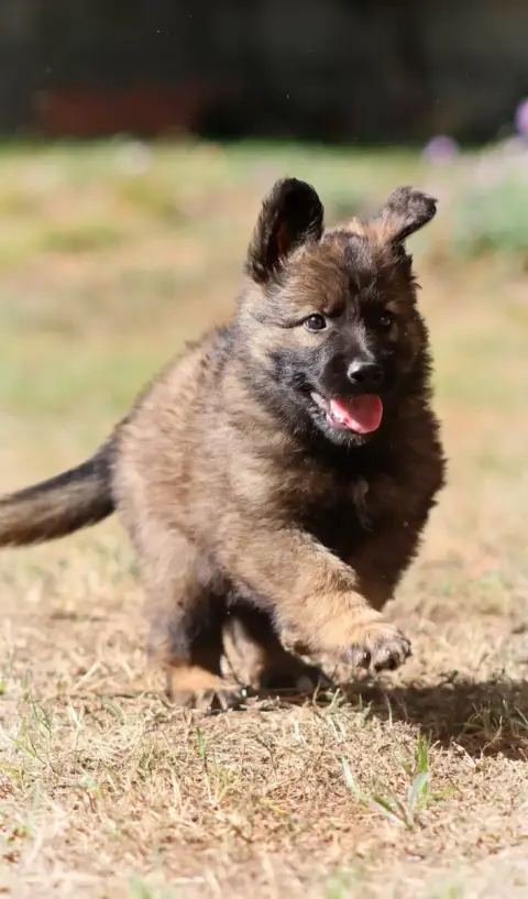 Berger Allemand  Chiot N°2 Au Royaume D'Une Nuit Etoi 78856