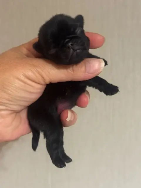 Adopter Carlin 
                        Chiot Mâle Collier Or 8febd