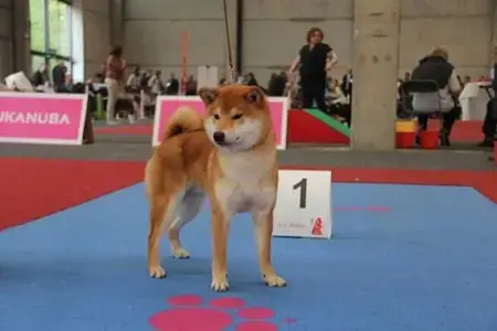 Shiba  Chiot 4 Des Portes De La Moria photo 2