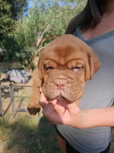 Dogue De Bordeaux 
                        Collier Bl 08fa1 photo 2