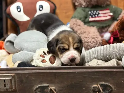Beagle  Chiot N°3 Du Domaine Des Pattes Dorées