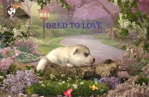 Siberian Husky  Bred To Love De Naya'S Dream Wolf Val e9e4e photo 2
