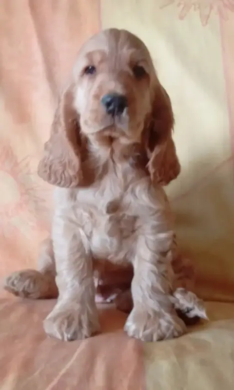 Cocker Spaniel Anglais  Chiotboleron°1 Du Talai photo 2