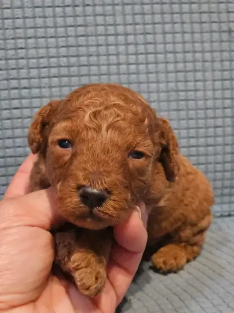 Caniche  Chiot N°3 De L'Angelarde photo 2