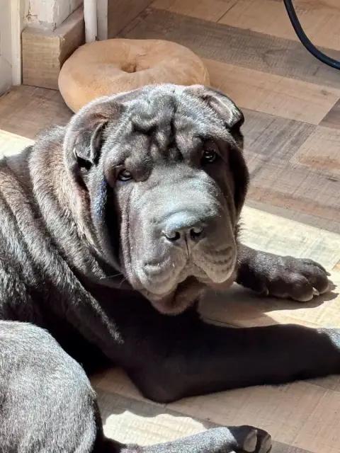 Shar Pei  Arlo Du Silver Crystal
