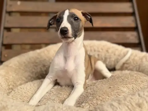 Whippet  Biscotte D Or Du Cèdre Enchanté photo 2