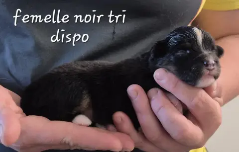 Berger Américain Miniature  Chiot N°6 Des Ecuries Du  b7a22