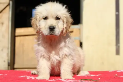 Golden Retriever  Briska De La Tombée De La Nuit