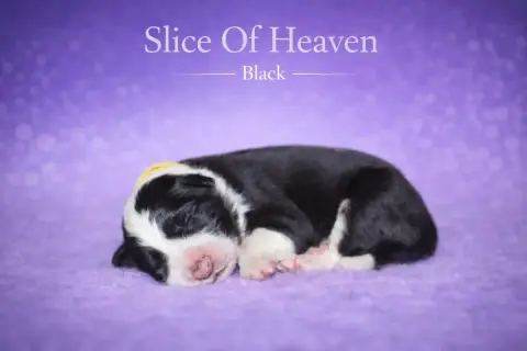 Border Collie  Black Slice Of Heaven photo 2