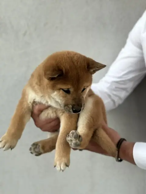 Shiba  Benta