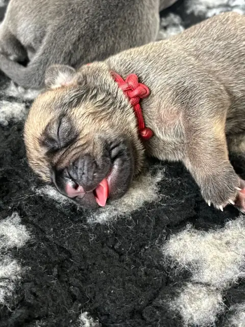 Cane Corso  Rouge Du Domaine De La Voie Romaine