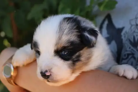 Berger Américain Miniature  Chiot N°5 Of Little Blue  6a4e7