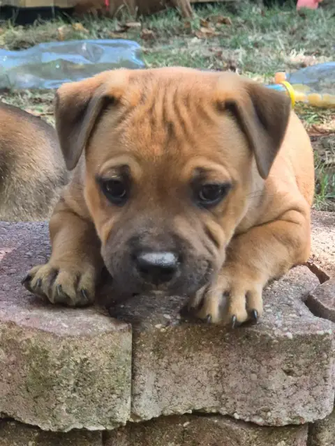 Staffordshire Bull Terrier 
                        B 1694f photo 2