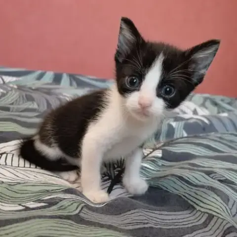 Petite Groseille