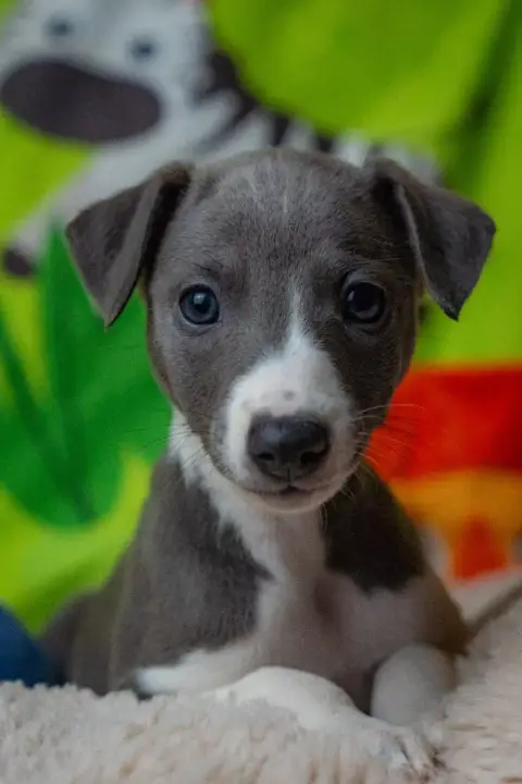 Whippet  Balgruuf De La Bastie D'Hucaroc