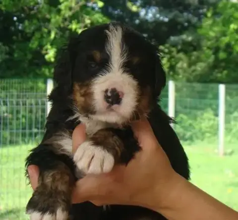 Bouvier Bernois  Chiot 5 Du Royaume Des Reves