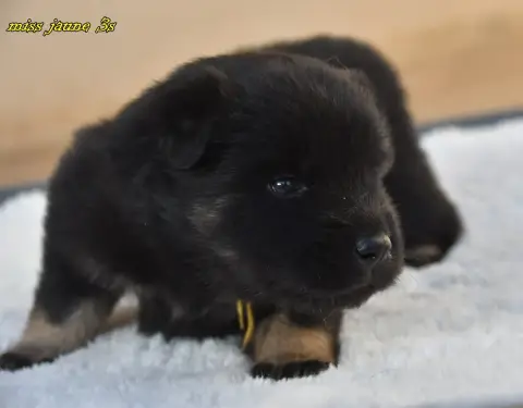 Eurasier  Chiot 1 Des Legendes De Retz photo 2