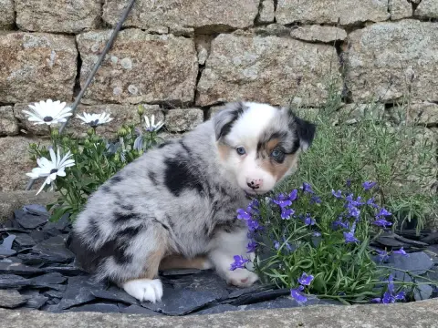 Berger Américain Miniature  Chiot N°3