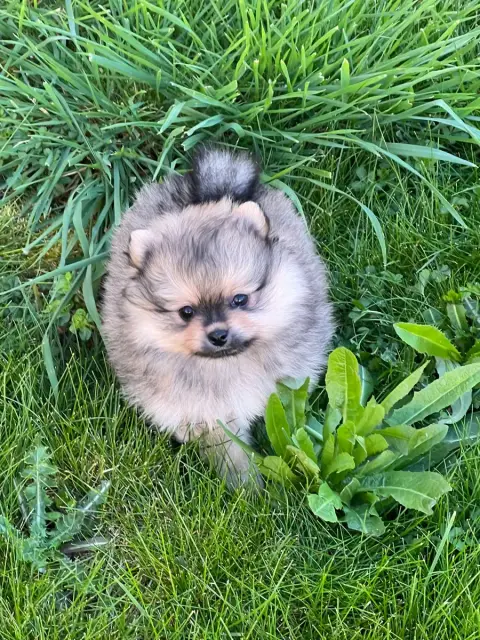 Spitz Allemand  Chiot N°1Bouba Au Jardin Des Merveill 3447c photo 3