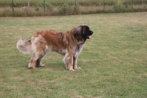 Leonberger  Chiot Rose Des Terres Noires D'Epona photo 2
