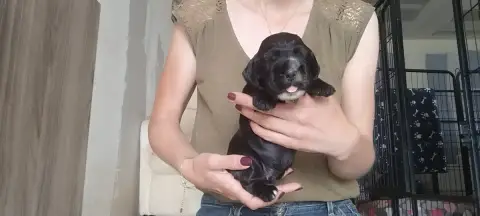 Cocker Spaniel Anglais  Collier Vert Of Kim And Co