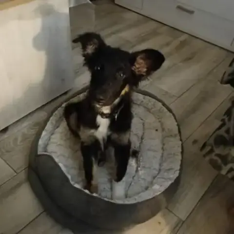 Dama Chiot