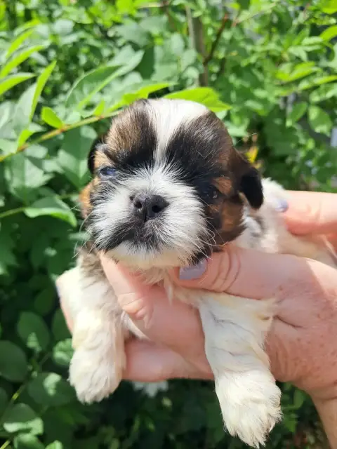 Shih Tzu  Bosco Soclemax photo 2