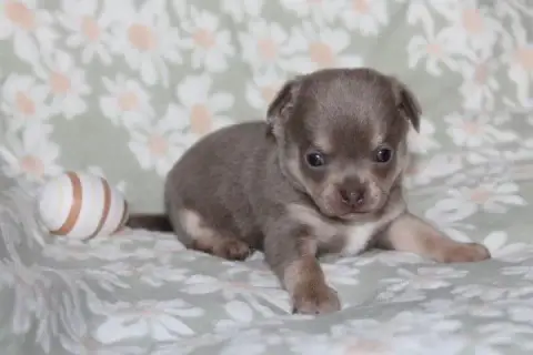 Chihuahua  Chiot N°2 Des Joyaux De La Sambre photo 2
