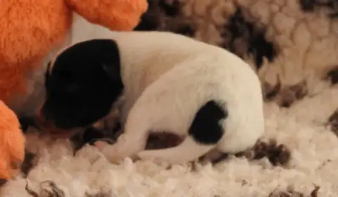 Fox Terrier Poil Lisse  Chiot photo 2