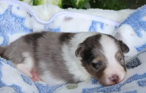 Shetland Sheepdog  Chiot N°1 Du Royaume De La Petite  bc22e photo 2