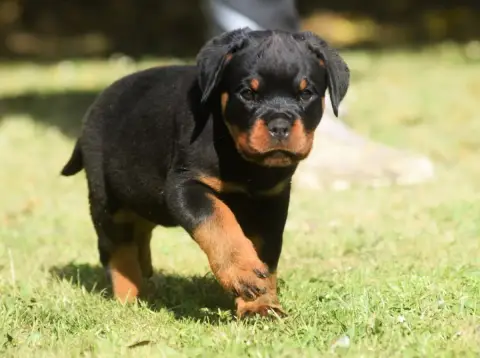 Rottweiler  Chiot 2 Des Titans Noirs Et Feux