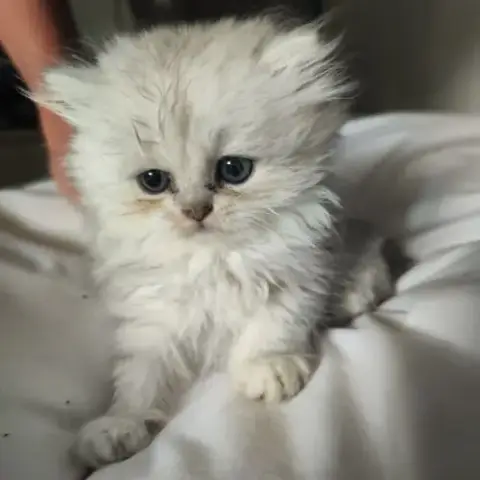 Chatons Persans