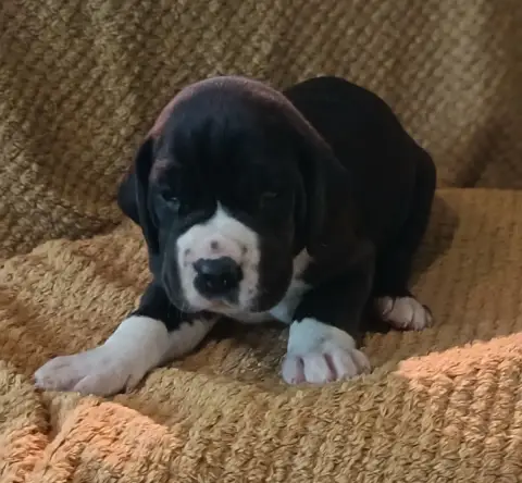 Dogue Allemand  Chiot N°2 Des Terres Du Grazo
