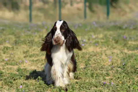 Cocker Spaniel Anglais  Chiot N°1 photo 3