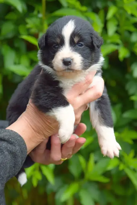 Berger Australien  Bora Red Aussie'Rise photo 2